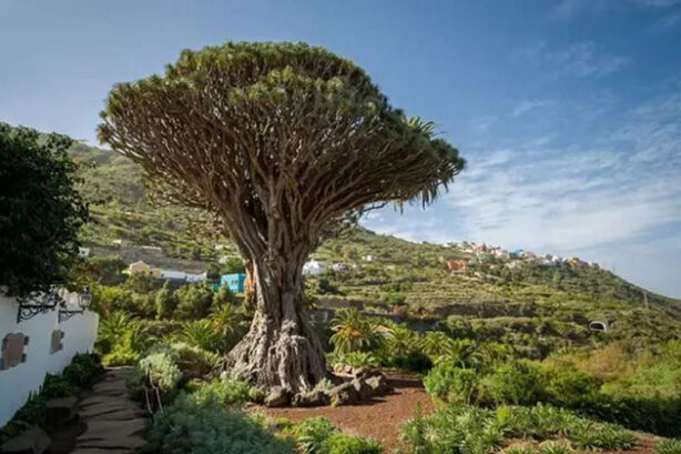 Drago de Milenario op Tenerife